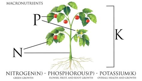 Un graphique montrant l'équilibre NPK (Azote, Phosphore, Potasse) nécessaire à la floraison des agrumes.