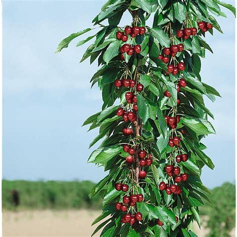 Gros plan sur les fruits d'un arbre fruitier colonnaire