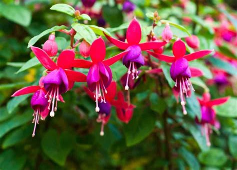 Fuchsia en pleine floraison