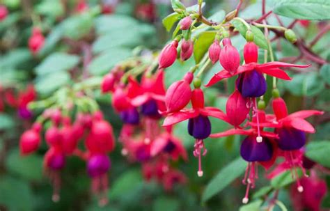 Fuchsia protégé pour l'hiver