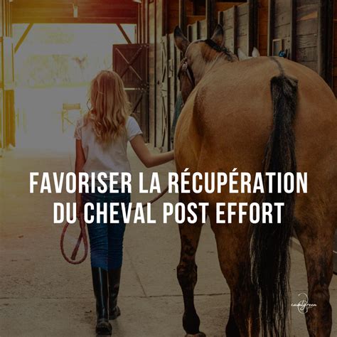 Cheval en sueur après un entraînement