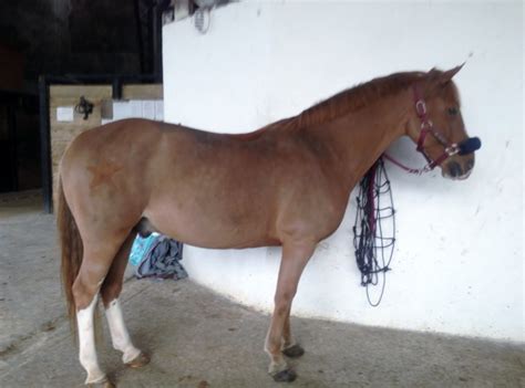 Cheval avec une tonte intégrale