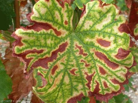 Symptômes de l'esca sur une feuille de vigne
