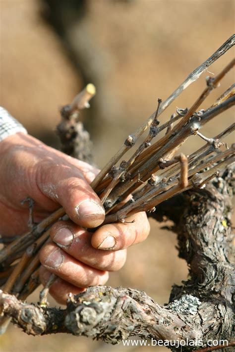 Sarment de vigne atteint par l'excoriose