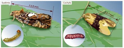 Représentation schématique des vers de la grappe (cochylis et eudémis)