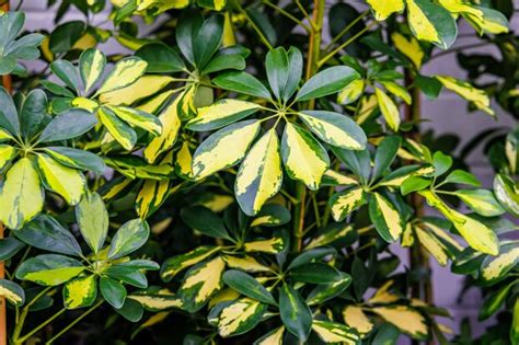 Schefflera arboricola en intérieur