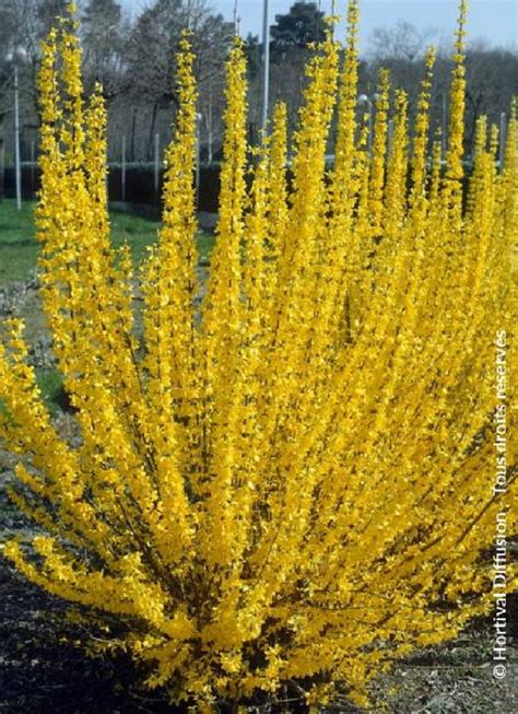 Gros plan sur une feuille de Forsythia x intermedia ‘Lynwood’ montrant sa forme ovale et ses bords dentés.