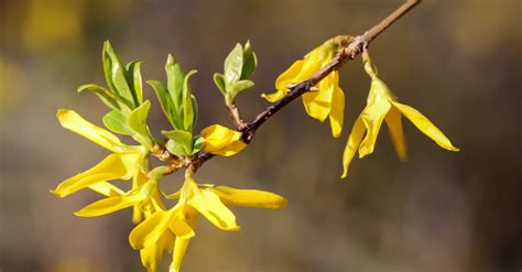 Illustration montrant comment tailler un Forsythia après la floraison.