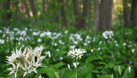 Ail des ours dans son milieu naturel sous-bois