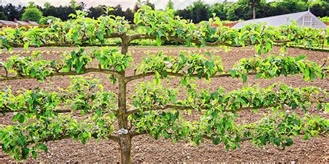 Arbre fruitier palissé en espalier