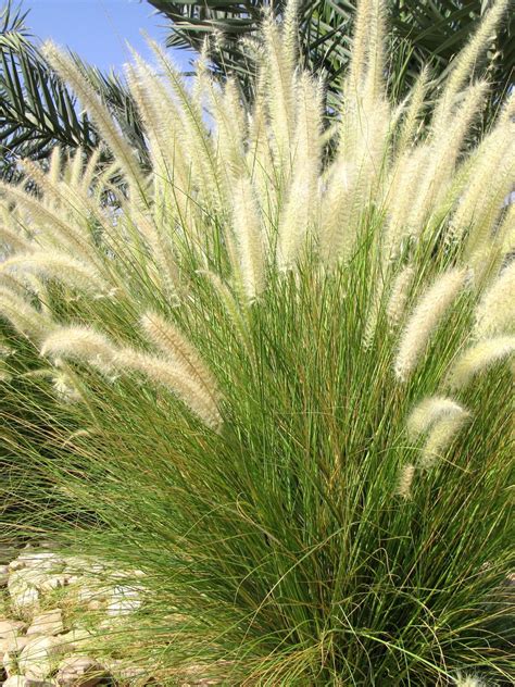 Composition florale avec hibiscus des marais et graminées ornementales