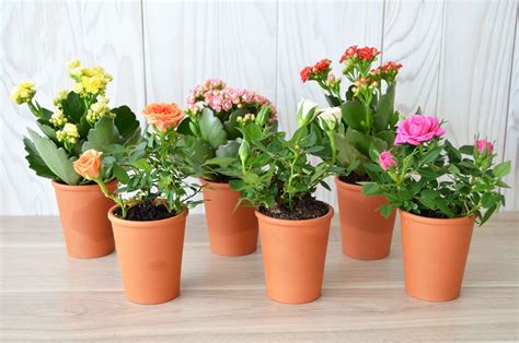 Une sélection de plantes fleuries en pot pour offrir à sa maman