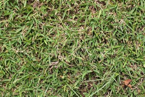 Vue d'ensemble d'un tapis de gazon Kikuyu dense et verdoyant dans un jardin ensoleillé
