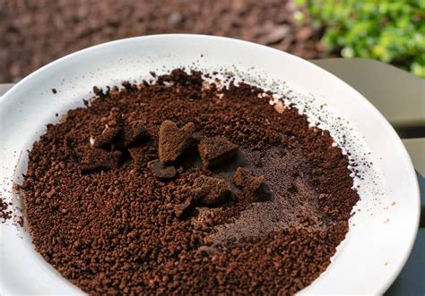Image d'un bol de marc de café à côté d'une plante