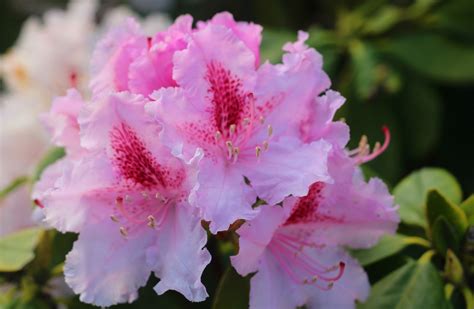 Gros plan sur les fleurs roses d'un Rhododendron précoce