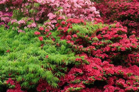 Rhododendron en haie fleurie