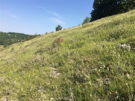 Paysage de pelouse sèche calcaire avec des animaux en pâturage