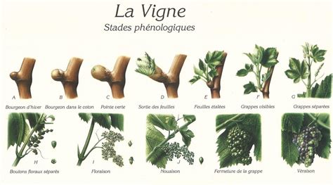 Schéma illustrant la vulnérabilité des stades phénologiques de l'abricotier face aux températures négatives