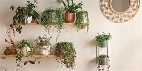 Schéma de disposition des plantes sur une étagère