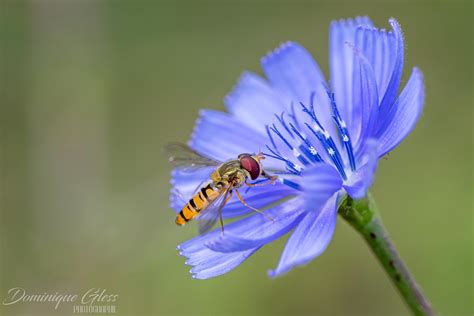 Image d'un syrphe sur une fleur