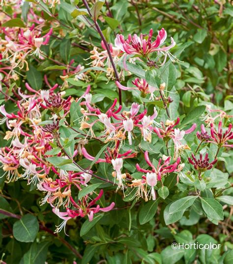 Illustration d'un chèvrefeuille du Japon en pleine floraison