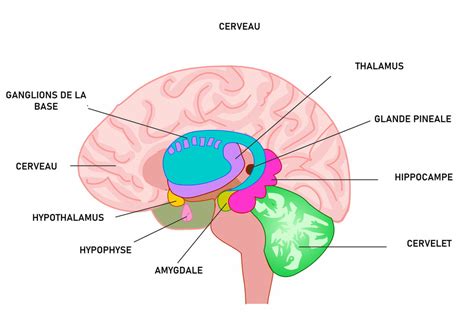 Schéma illustrant les relations anatomiques entre le thalamus, l'hypothalamus et l'hypophyse