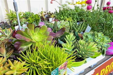 Collection variée de plantes succulentes aux formes géométriques