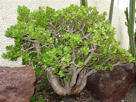 Détail des feuilles charnues d'un Crassula ovata