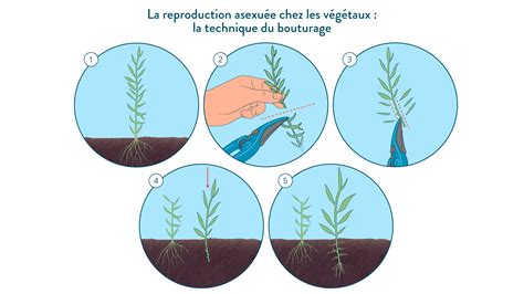 Schéma illustrant les étapes de bouturage par rejet