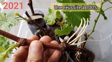 Photographie montrant une bouture de vigne dans un bocal en verre avec des racines blanches visibles