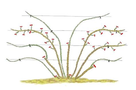 Schéma explicatif de la structure d'un rosier grimpant avec ses branches charpentières et ses rameaux secondaires