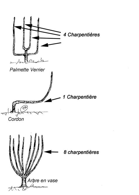 Illustration montrant l'arquant des branches charpentières sur un support horizontal