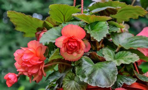Infographie comparant les besoins en exposition des bégonias tubéreux et fibreux