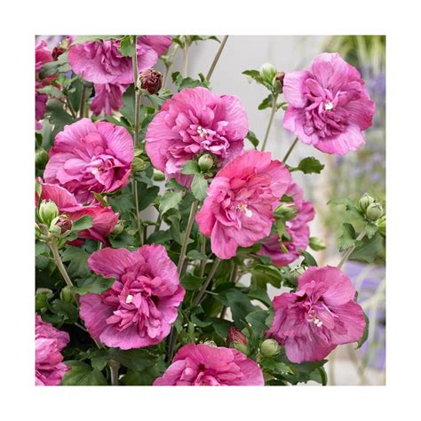 Gros plan sur les fleurs doubles magenta soyeuses de l'Hibiscus Magenta Chiffon