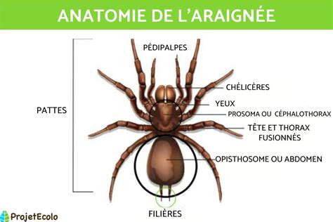 Schéma technique montrant la structure d'une tête de débroussailleuse type araignée avec ses multiples points d'ancrage pour fils