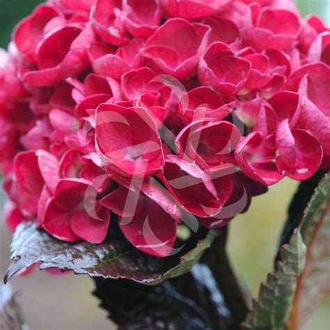 Gros plan sur une inflorescence de l'Hydrangea 'Merveille Sanguine' montrant ses teintes rouge sang