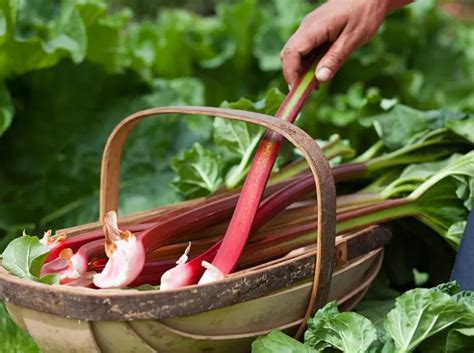 Tiges de rhubarbe fraîchement coupées avec des pétales d'hibiscus séchés