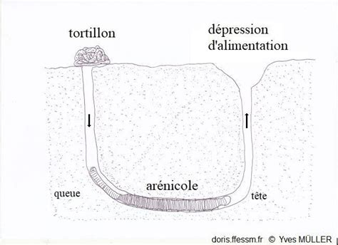 Schéma d'une galerie d'arénicole en forme de U dans le sable