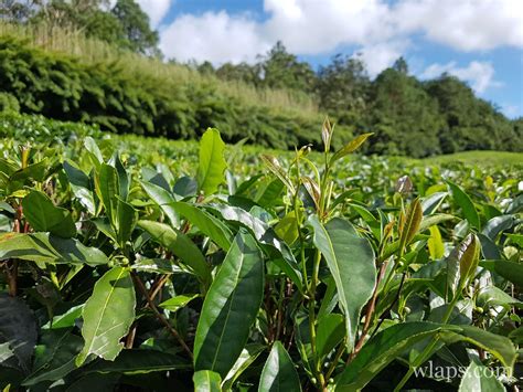 Planter de thé de Bois Chéri à l'île Maurice