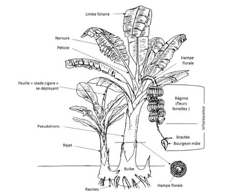Schéma illustrant le système racinaire superficiel du bananier et l'évapotranspiration foliaire