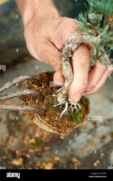 Photo macro montrant une main en train de démêler les racines d'un plant de basilic