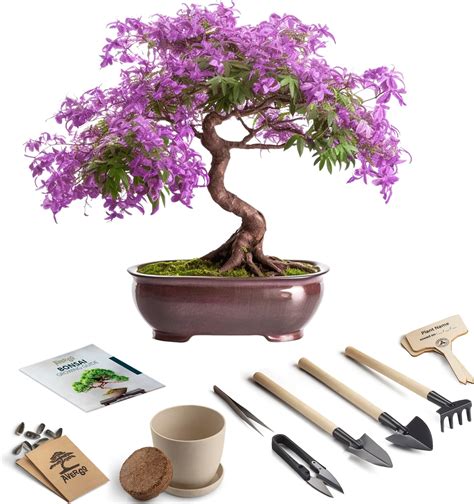 Kit de démarrage pour bonsaï avec jeune plant et outils