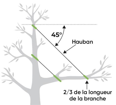Illustration d'une branche soutenue par un haubanage