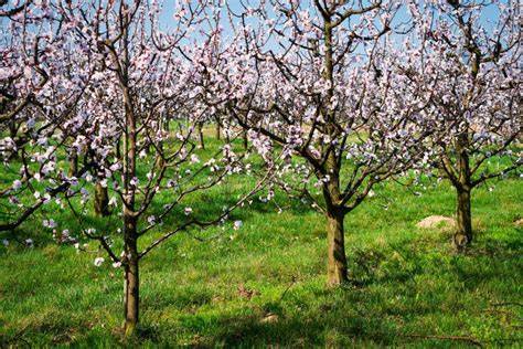 Abricotier en fleur dans un jardin