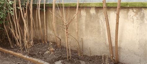 Schéma de l'emplacement idéal d'un abricotier contre un mur