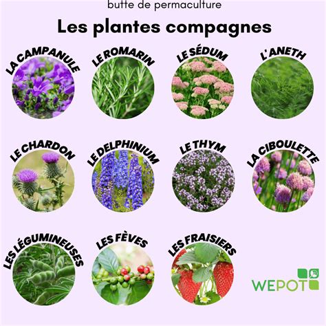 Schéma illustrant la synergie des plantes compagnes pour la protection contre les ravageurs