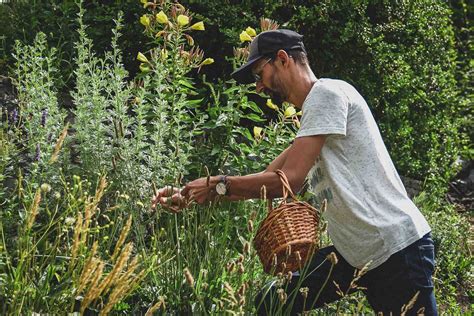 Cueilleur identifiant des plantes