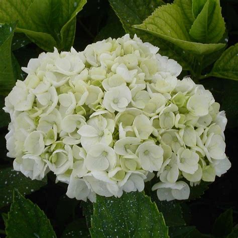 Hortensia Mme Emile Mouillère en pleine floraison blanche