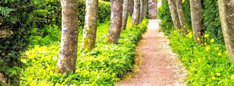 Exemple d'aménagement de couvre-sol sous un arbre