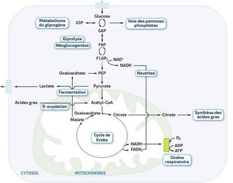 schéma illustrant le métabolisme du saccharose et l'action inhibitrice des polyphénols sur les enzymes digestives